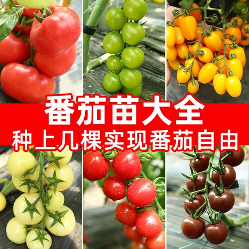 圣女果番茄种子春秋季播水果樱桃四季蔬菜梦想冰淇淋草莓阳台花生
