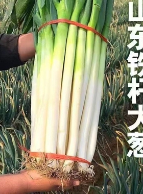 山东大葱新鲜铁杆沙葱5斤蔬菜现挖现发章丘卷饼包邮蘸酱半叶精品