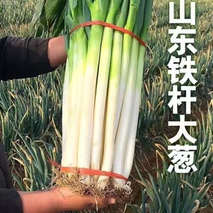 山东大葱新鲜铁杆沙葱5斤蔬菜现挖现发章丘卷饼 蘸酱半叶精品 包邮
