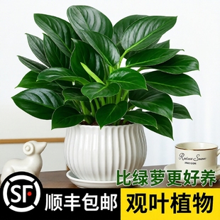 金钻盆栽绿萝箩室内植物花卉水培绿植客厅好养多肉吉利红甲醛阳台