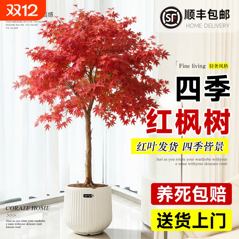 红枫庭院树苗盆栽盆景绿植