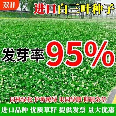 进口三叶草种子红三叶白三叶种籽幸运草四季常青耐寒绿化草坪草籽