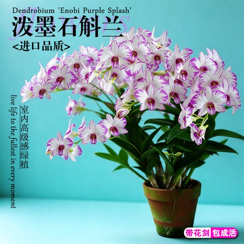 名贵白泼墨秋石斛兰花苗带花剑花苞室内懒人好养盆栽花卉绿植物