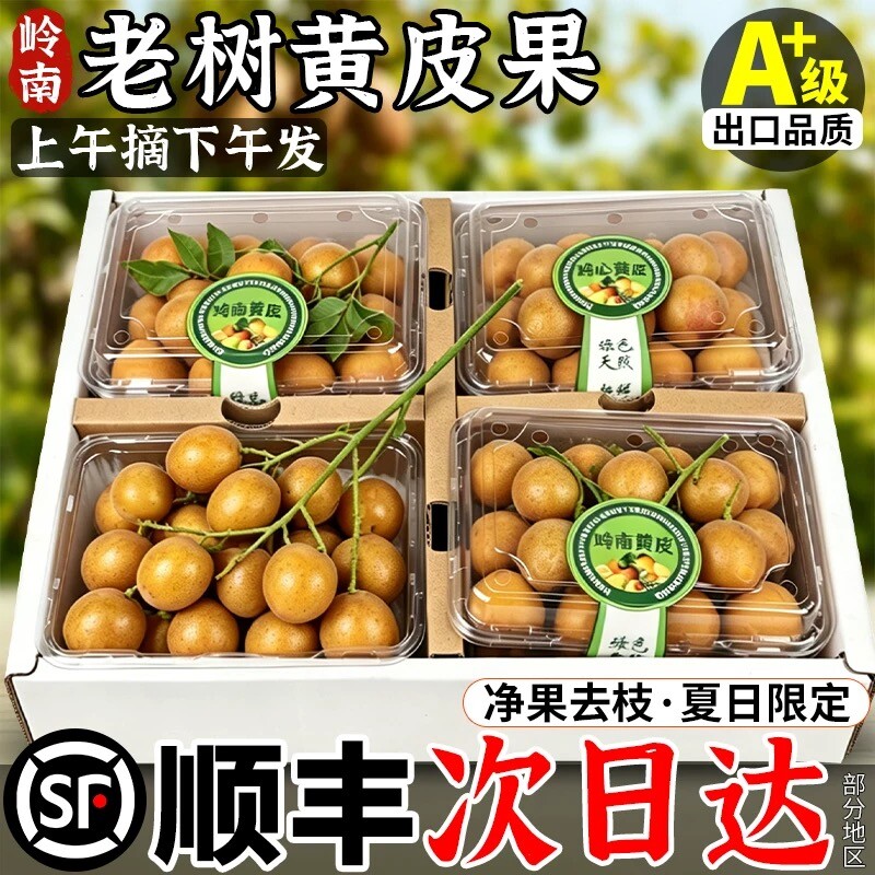 顺丰包邮广东黄皮果鸡心新鲜现摘黄弹子鸡果酸甜孕妇水果鲜果大果