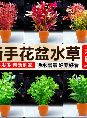 小花盆水草鱼缸造景蜈蚣草水培真草水草植物水芹羽毛宝塔增氧水质