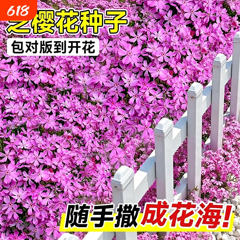 芝樱花种子地被植物四季播种开花室外庭院花卉草籽低矮太阳花种籽