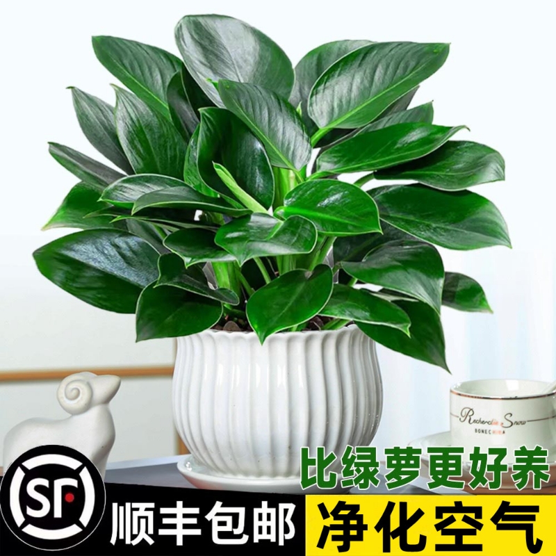 金钻盆栽绿萝箩室内植物花卉水培绿植客厅好养多肉文竹铂金吉利红