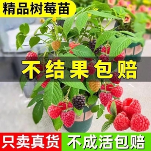 树莓苗覆盆子果树苗盆栽地栽种植草莓苗当年结果红树莓金秋黑树莓