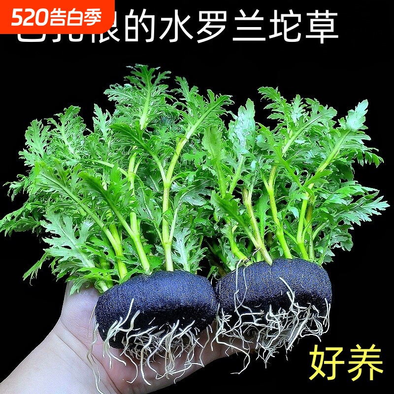 水罗兰懒人阴性沉底坨草鱼缸造景净水质好养真水草植物鹦鹉鱼螃蟹