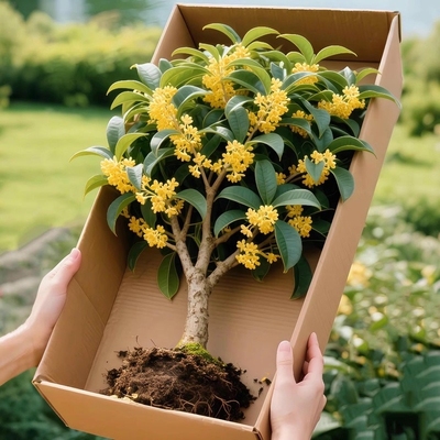 桂花树苗盆栽四季开花浓香型庭院地栽大树金桂花卉植物室内花绿植