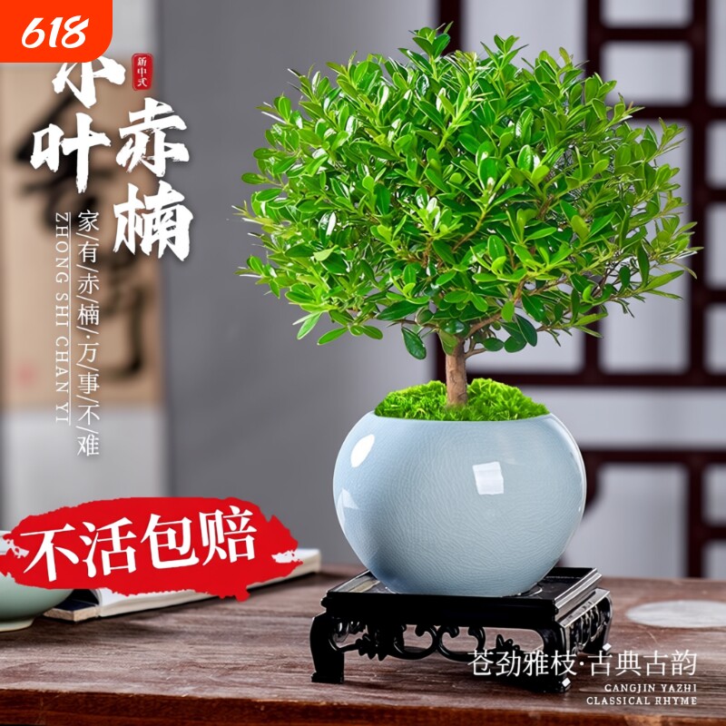 小叶赤楠盆景老桩植物办公室内绿植盆栽阳台好养紫檀桌面花卉摆件