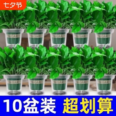 绿萝新房净化空气植物|千人加购