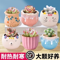 多肉植物室內(nèi)小盆栽大顆好養(yǎng)陶瓷盆帶土組合批發(fā)仙人掌球綠植花卉
