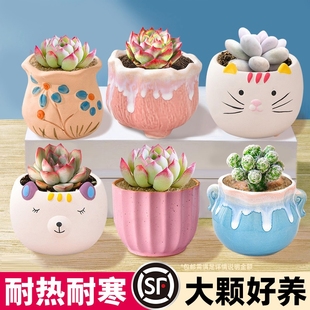 多肉植物室內小盆栽大顆好養陶瓷盆帶土組合批發仙人掌球綠植花卉