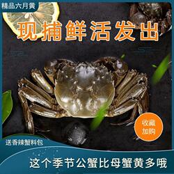 鲜活大闸蟹六月黄螃蟹河蟹产地养殖清水固城湖公蟹新鲜活蟹水产