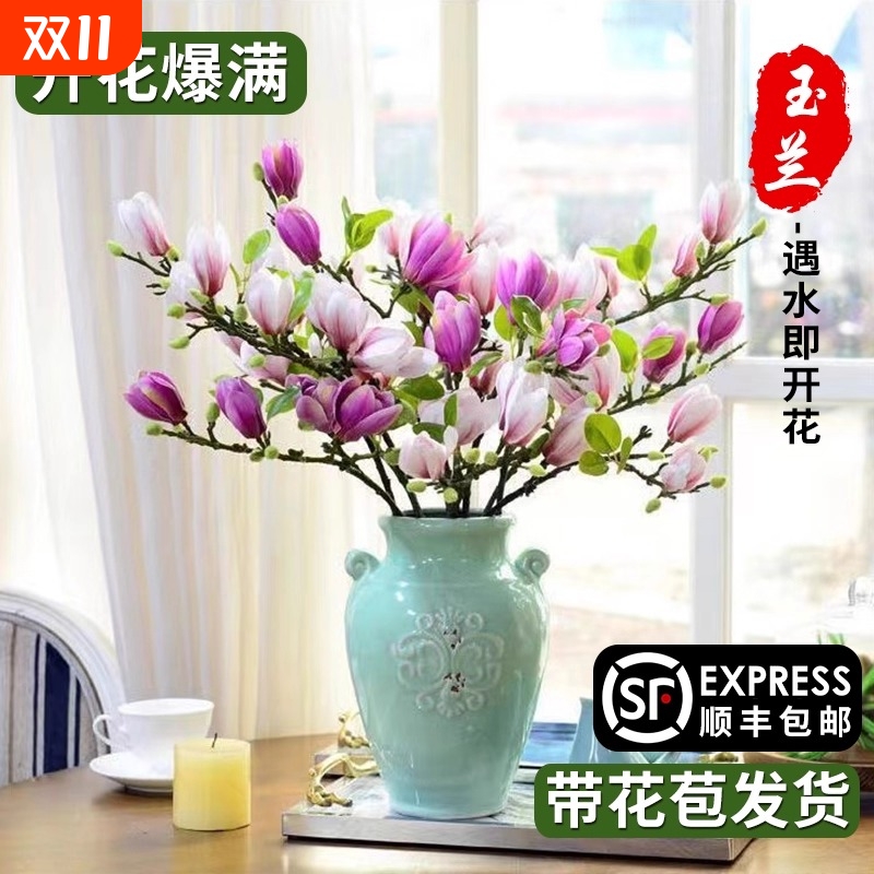 水培白玉兰水养植物雪柳干枝鲜枝山茶花室内客厅四季庭院花卉绿植