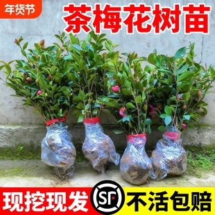 茶梅花树苗冬季开花耐寒耐阴茶花庭院别墅园林工程绿化小苗木室外