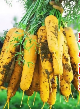 山西黄萝卜胡萝卜手抓饭配料黄色餐饮直供新货农家自种糖心