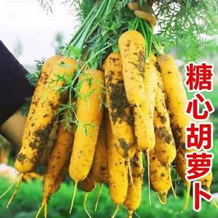 山西黄萝卜胡萝卜手抓饭配料黄色餐饮直供新货农家自种糖心