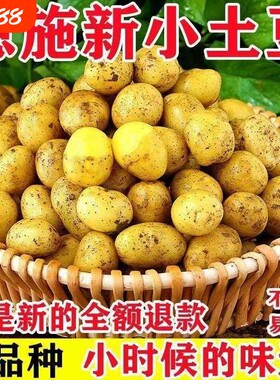 黄皮小土豆新鲜马铃薯正宗黄心薄皮土豆洋芋现挖蔬菜5香老品种