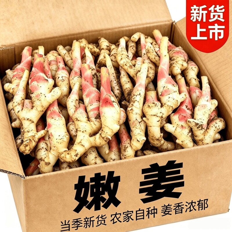 嫩姜新鲜2026当季红芽仔姜生姜鲜姜子姜芽醋泡姜食用嫩生姜应季 - 实物图