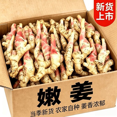 嫩姜嫩生姜新鲜仔姜2026当季红芽生姜鲜姜子姜芽醋泡姜食用应季