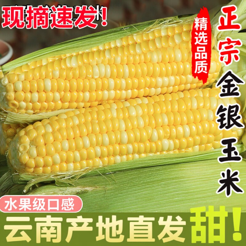 云南新鲜金银水果玉米甜脆双色生吃低脂早餐辅食爆浆现摘榨汁当日