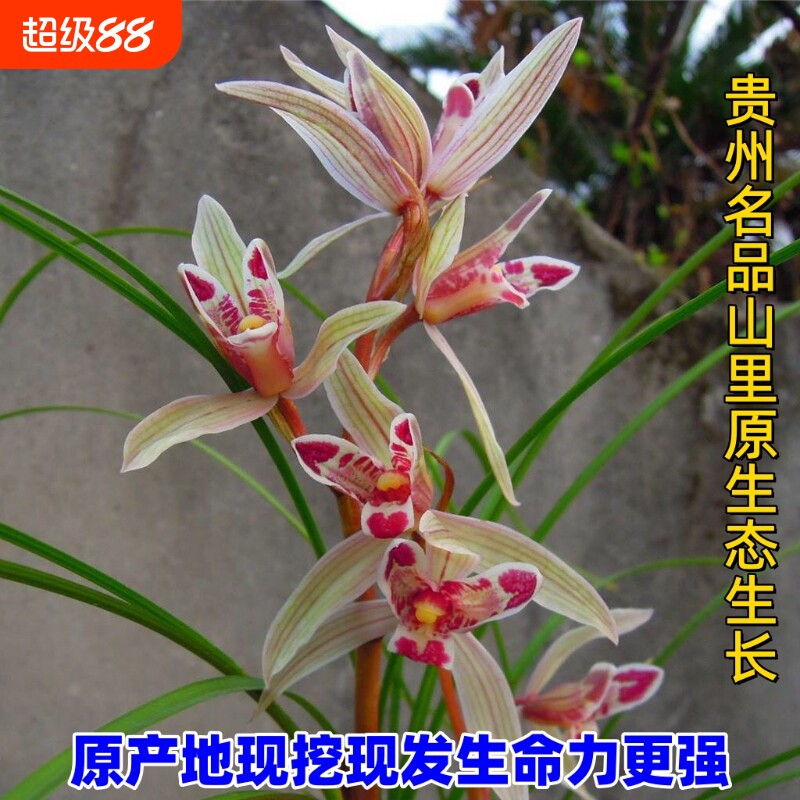 春兰名品冬带花苞兰花苗花卉绿植盆栽盆景室内阳台客厅名贵浓香型