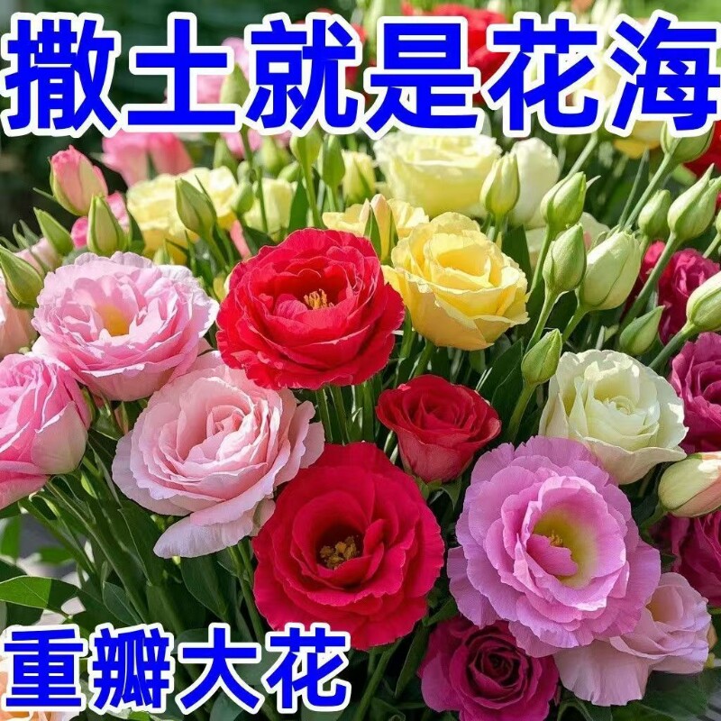 洋桔梗花籽混色四季室内外庭院盆栽带花苞花苗重瓣太阳花秋种大花