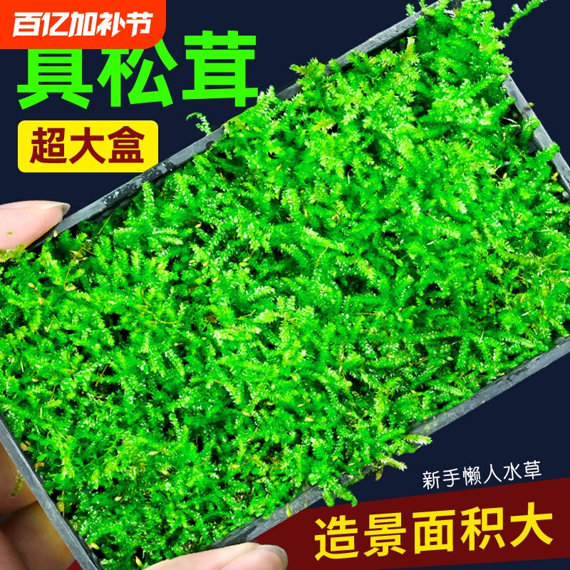 莫斯水草鱼缸造景专用慕斯树装饰前景阴性植物火焰定植鹿角套餐