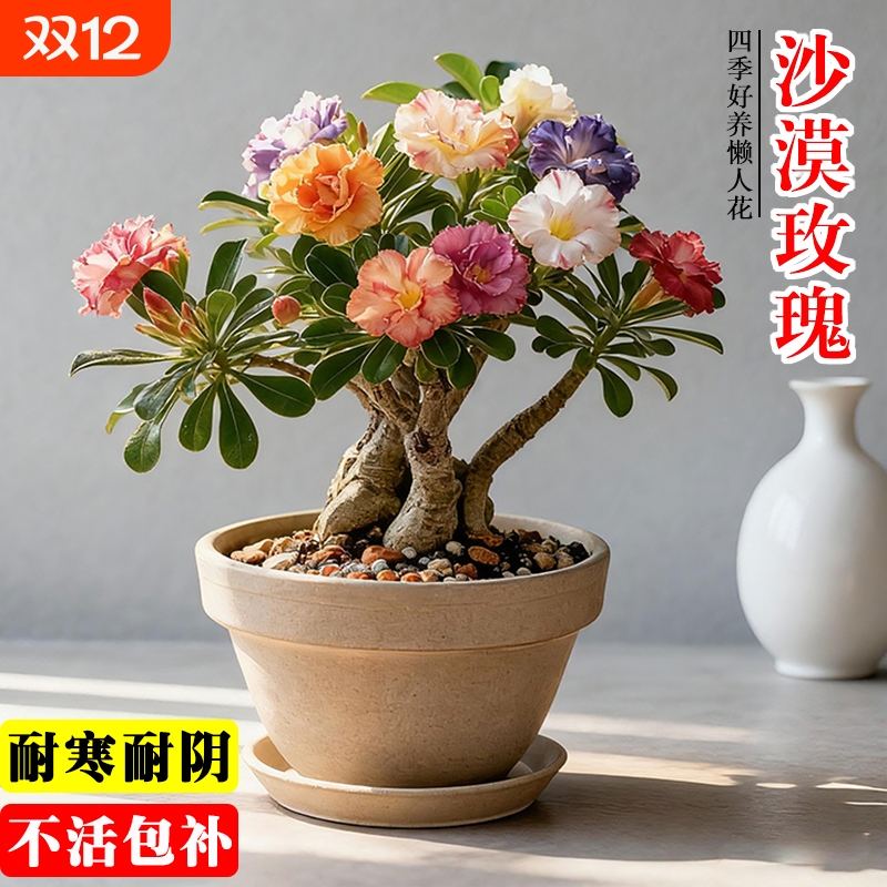 多肉重瓣沙漠玫瑰夏带花苞阳台室内好养小盆栽花卉绿植小花懒人花