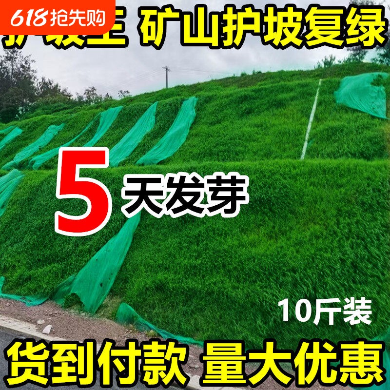护坡固土草坪草籽四季常青绿化草种子狗牙根草种黑麦草多年生耐寒
