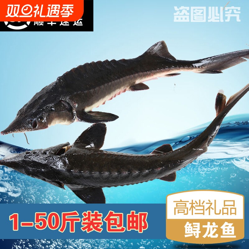 鲟鱼冷链活鱼送货上门整条