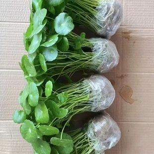 金钱草大叶铜钱草水培植物室内好养鱼缸水草专用水养花卉绿植盆栽