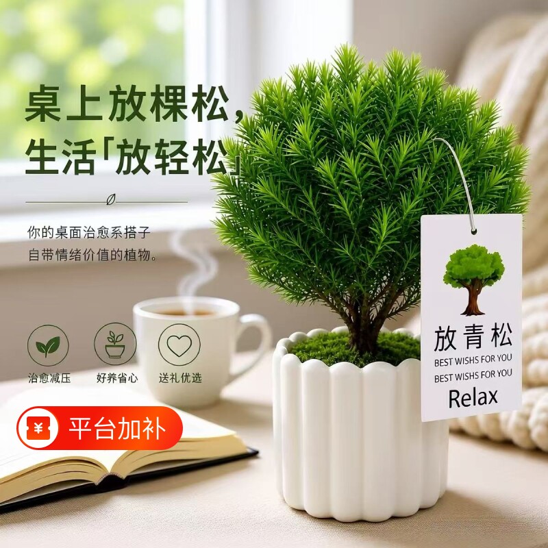 雾凇盆栽绿植放青松植物办公室桌面四季常青好养活室内工位小盆景