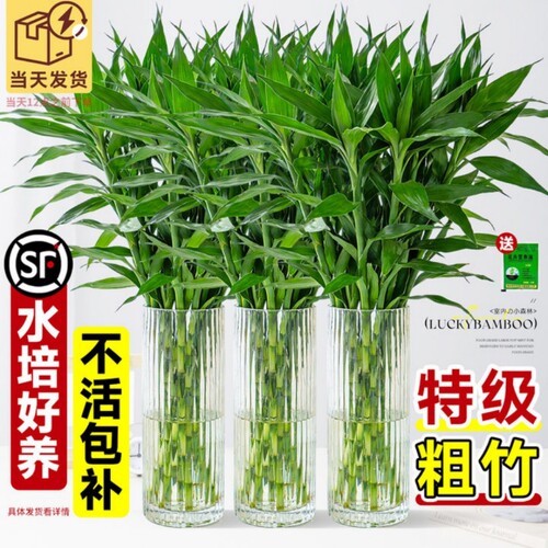富贵竹好养绿植室内盆栽客厅招财粗杆带根节节高竹子水养水培植物
