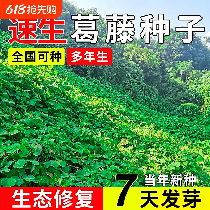 葛藤种子灌木草籽耐盐碱矿山复绿工程绿化护坡固土多年生爬藤种籽