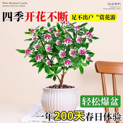 金边瑞香带花苞盆栽花卉室内植物浓香型盆景绿植花卉老桩四季开花