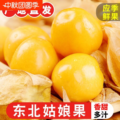 正宗东北姑娘果当季新鲜水果现摘灯笼果薄皮产地直发整箱菇娘应季