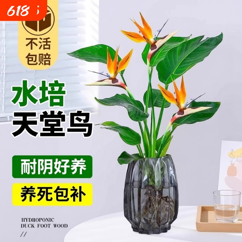 天堂鸟水培植物花卉室内客厅无土水培绿萝盆栽龟背竹好养绿植耐阴