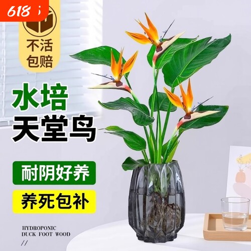 天堂鸟水培植物花卉室内客厅无土水培绿萝盆栽龟背竹好养绿植耐阴