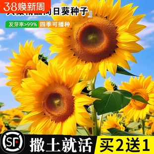 向日葵花种籽子四季开花高杆观赏庭院盆栽食用葵花花种子室外种植