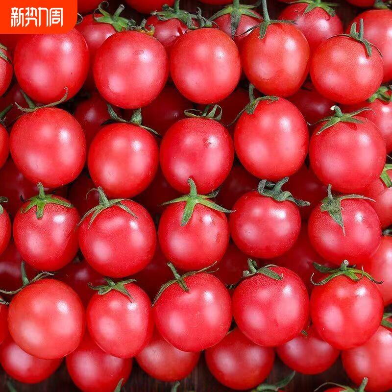 当季正宗现摘圣女果小番茄樱桃小西红柿新鲜孕妇应季蔬菜水果批发