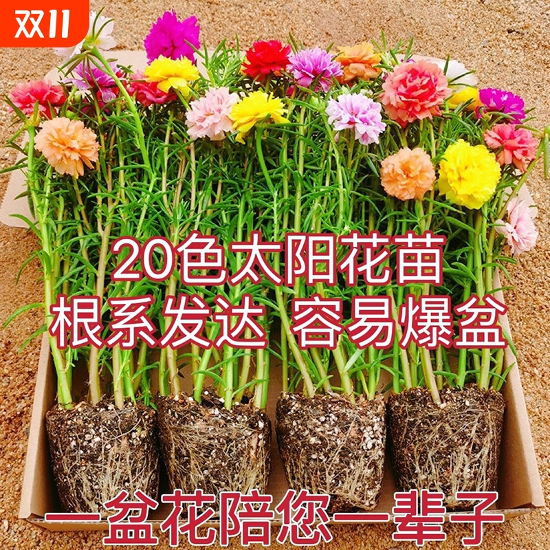 太阳花重瓣苗枝条盆栽混