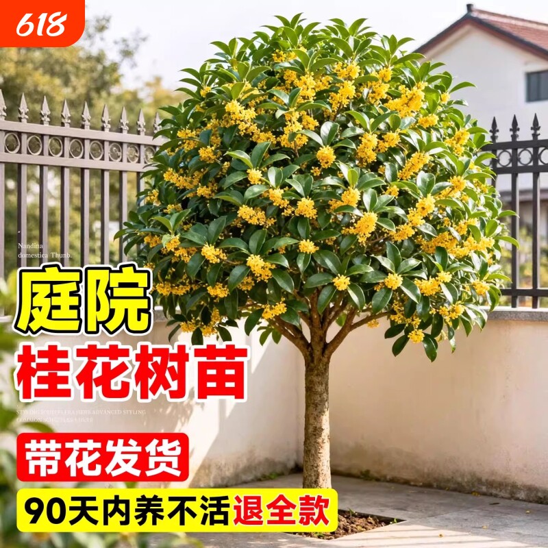 四季桂花树苗金桂庭院地栽盆栽八月丹桂花卉绿植物耐寒开花花期