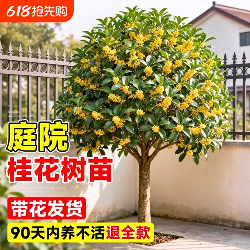 四季桂花树苗金桂庭院地栽盆栽八月丹桂花卉绿植物耐寒开花花期