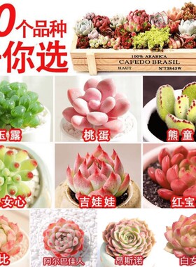 多肉植物花卉盆栽绿植套餐系列组