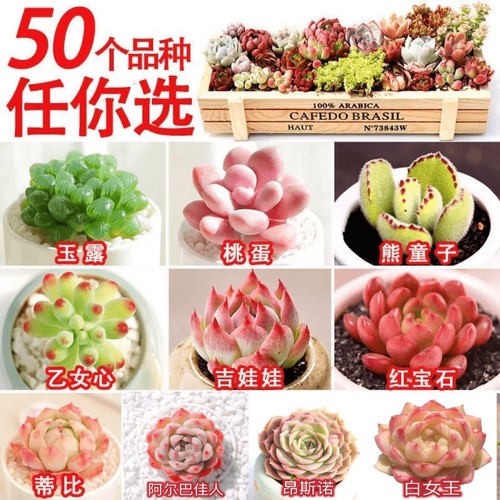 多肉植物花卉盆栽绿植套餐系列组