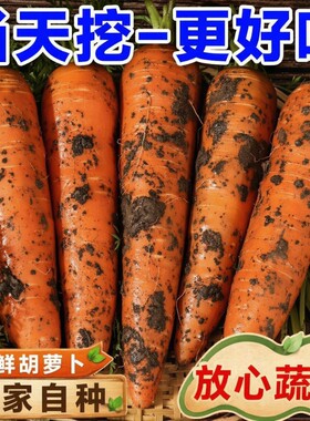 2026胡萝卜农家自种新鲜红手抓饭配料红色餐饮直供新货当季