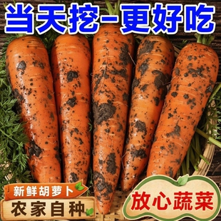 2026胡萝卜农家自种新鲜红手抓饭配料红色餐饮直供新货当季